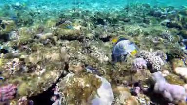 红海的水下世界，有彩色的鱼和珊瑚礁在红海。 埃及